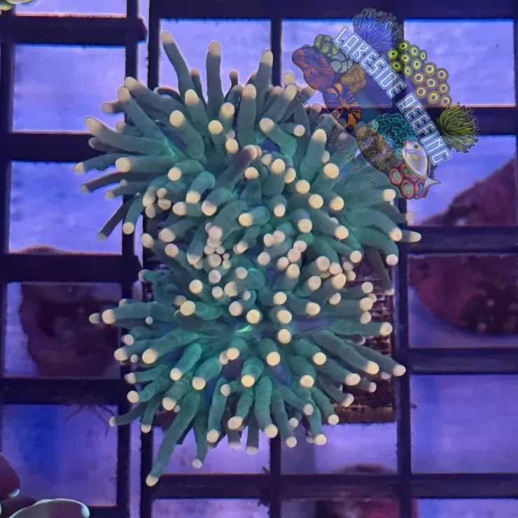 Lakeside Reefing Green with Pink Tips Torch Coral - R4A6 Coral