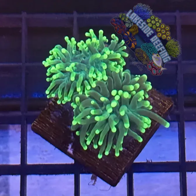 Lakeside Reefing Green with Light Tips Torch Coral - R4A7 Coral