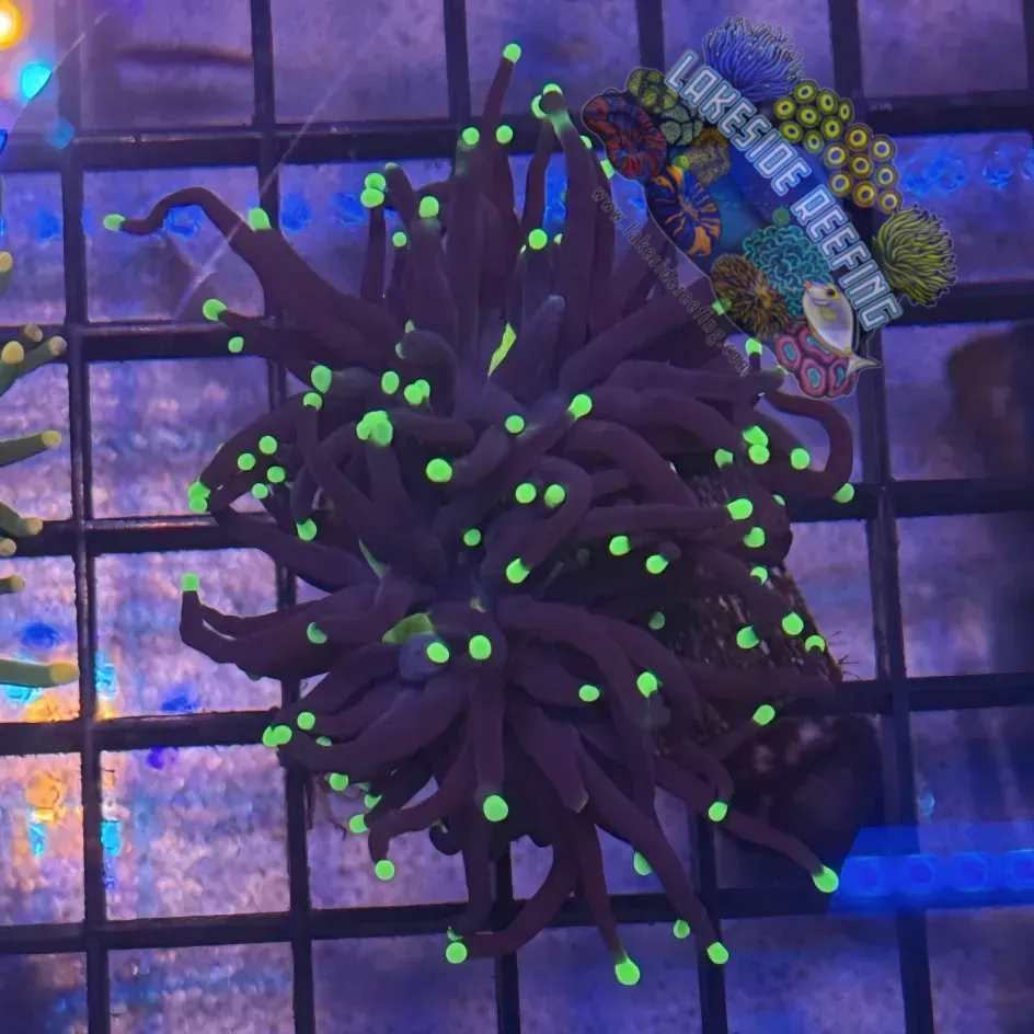 Lakeside Reefing Black Light Torch Coral - R4B1 Coral