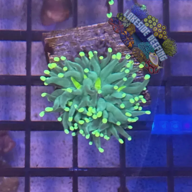 Lakeside Reefing Green with Light Tips Torch Coral - R4B4 Coral