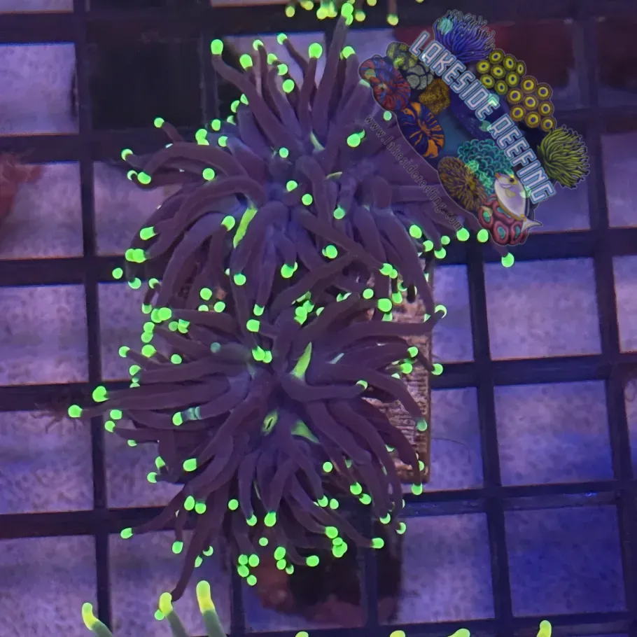 Lakeside Reefing Indo Hurricane Joker Torch Coral - R4C5 Coral
