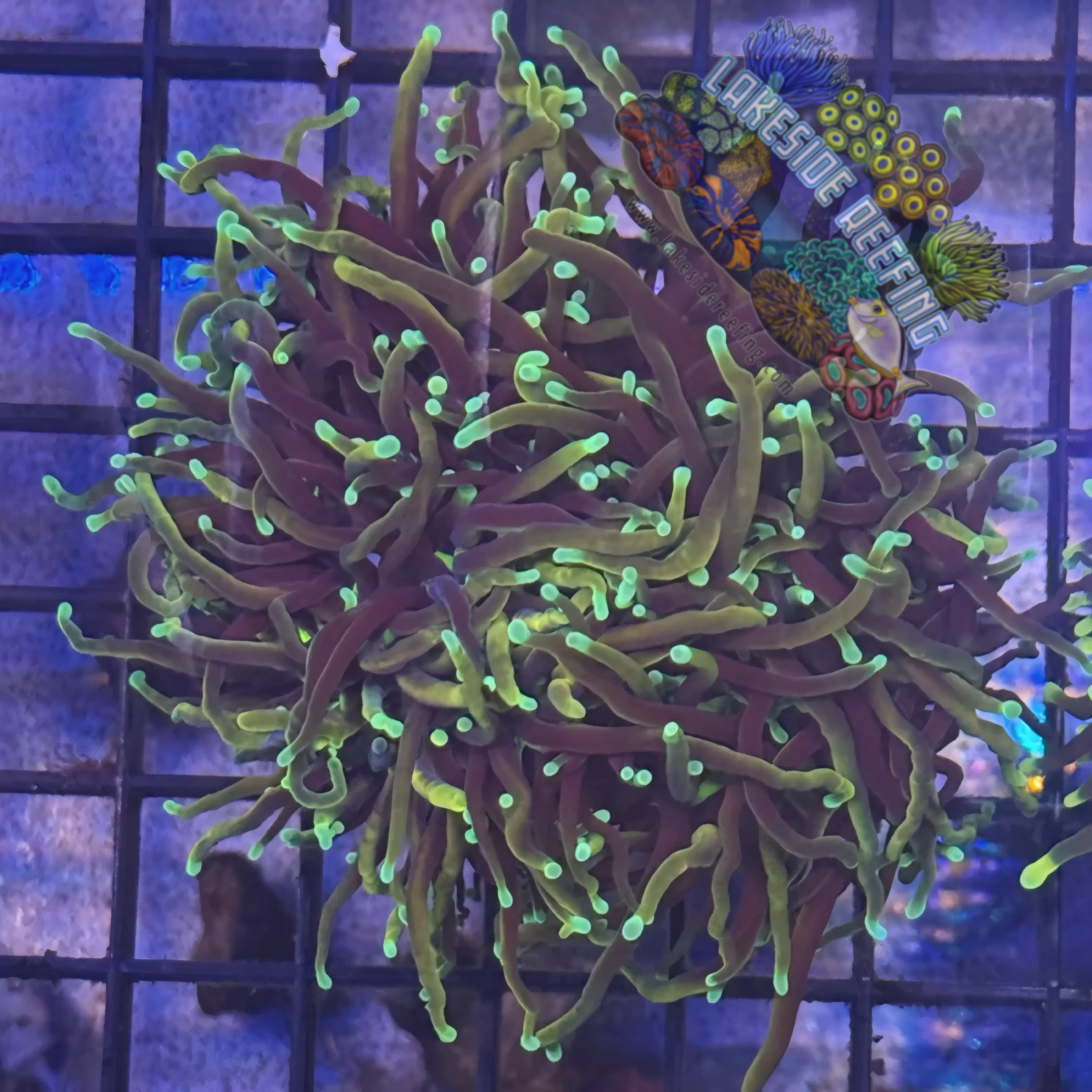 Lakeside Reefing Ultra Dragon Soul Torch Coral - R5A2 Coral