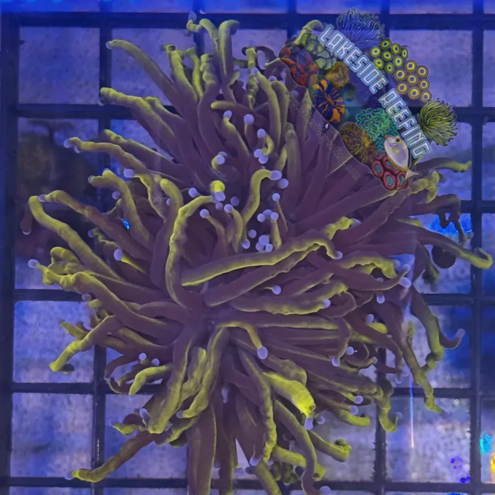 Lakeside Reefing Ultra Wolverine Gold Torch Coral - R5A3 Coral