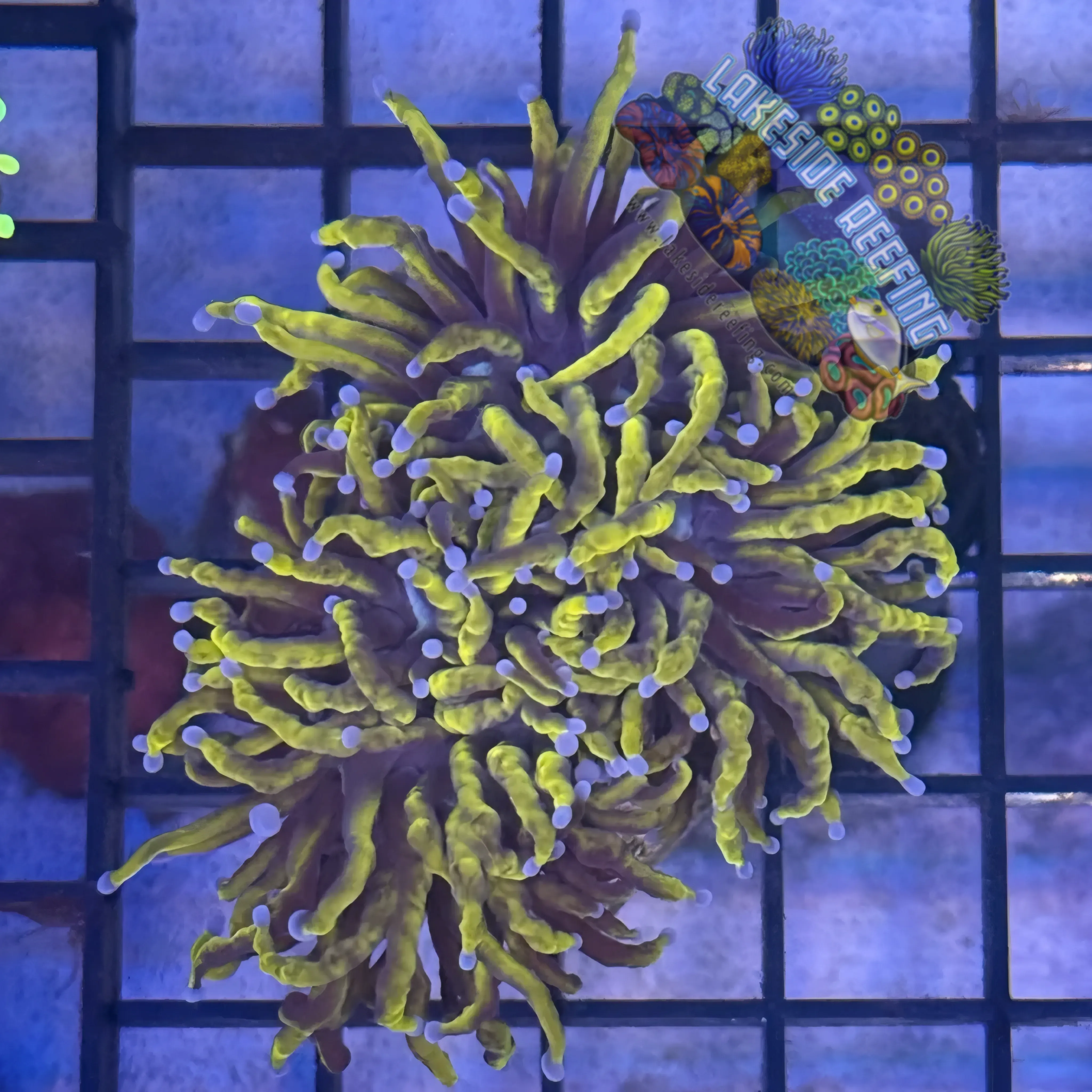 Lakeside Reefing Ultra Wolverine Gold Torch Coral - R5A5 Coral