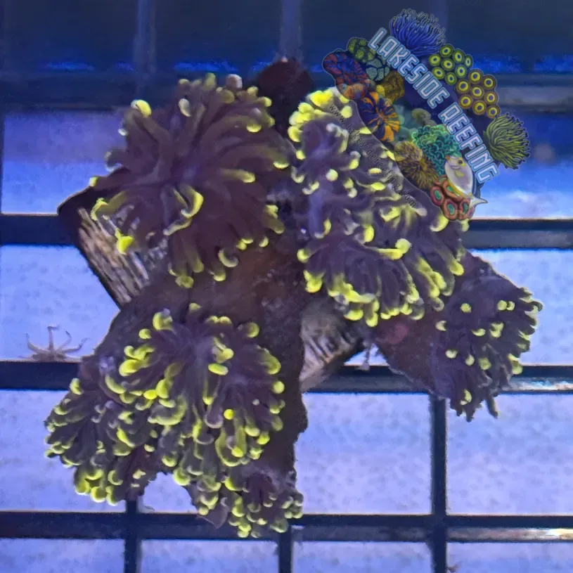 Lakeside Reefing Purple with Light Tips Torch Coral - R5A6 Coral