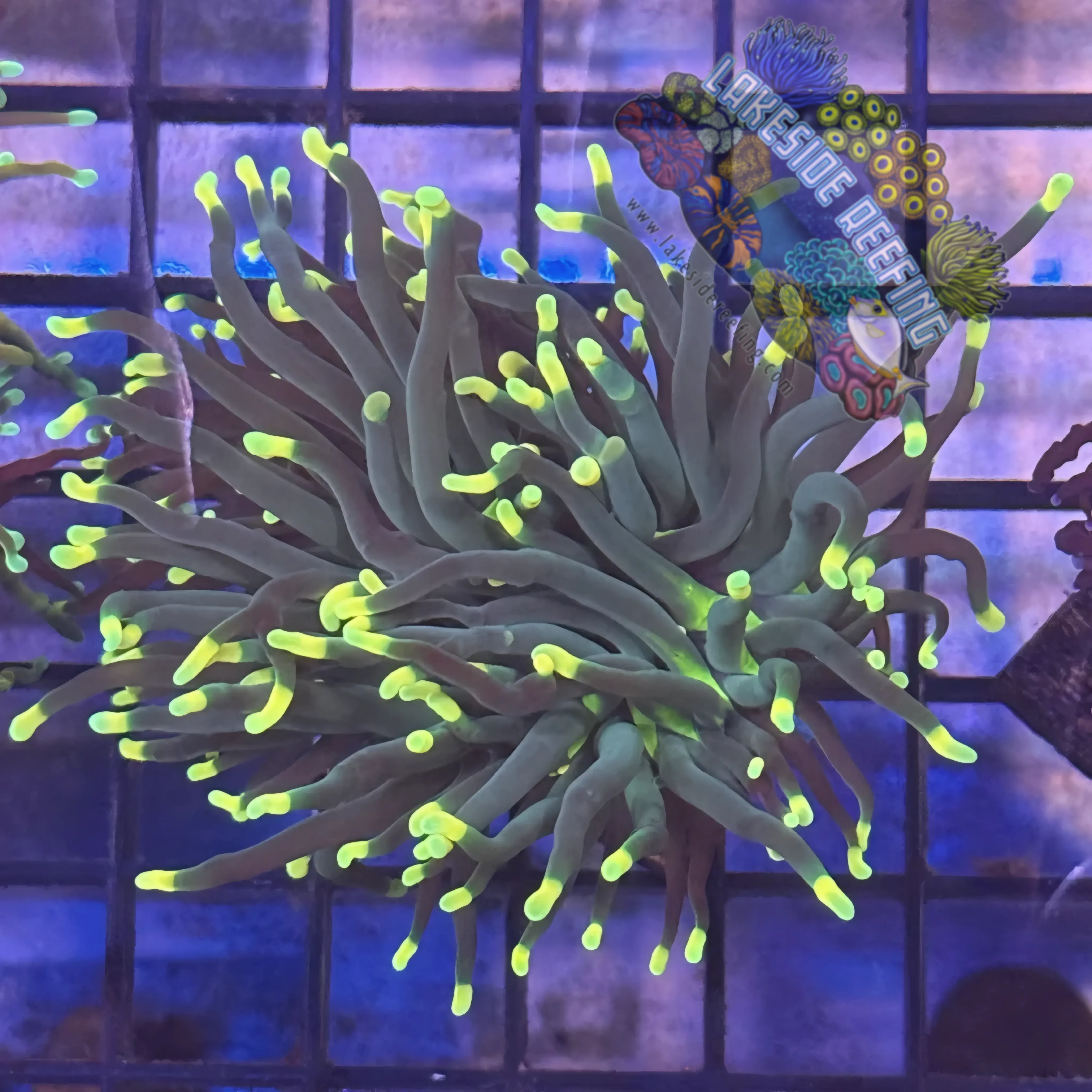 Lakeside Reefing Indo Rasta Torch Coral - R5B2 Coral