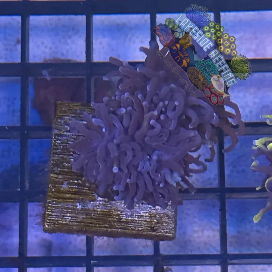 Lakeside Reefing Deep Purple Torch Coral - R5B5 Coral