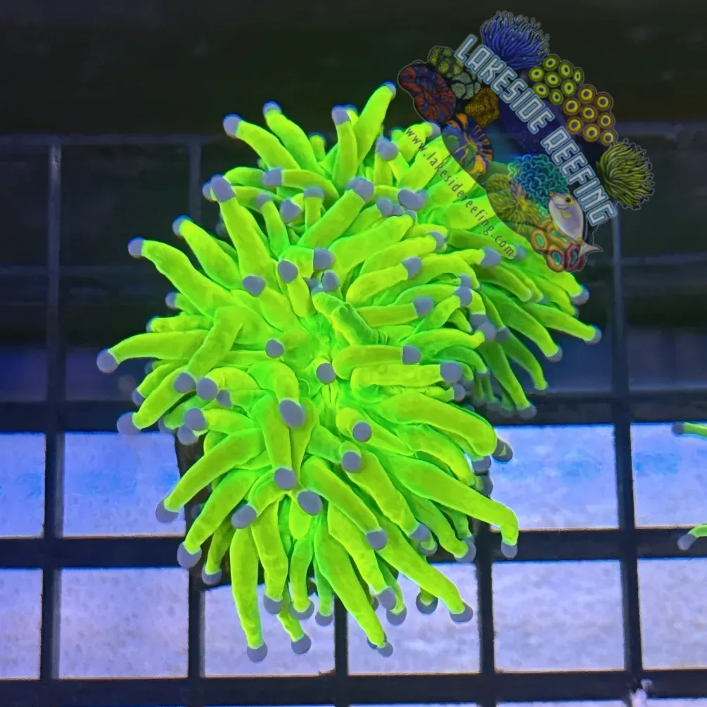 Lakeside Reefing Bright OG Holy Grail Torch Coral - R5B6 Coral