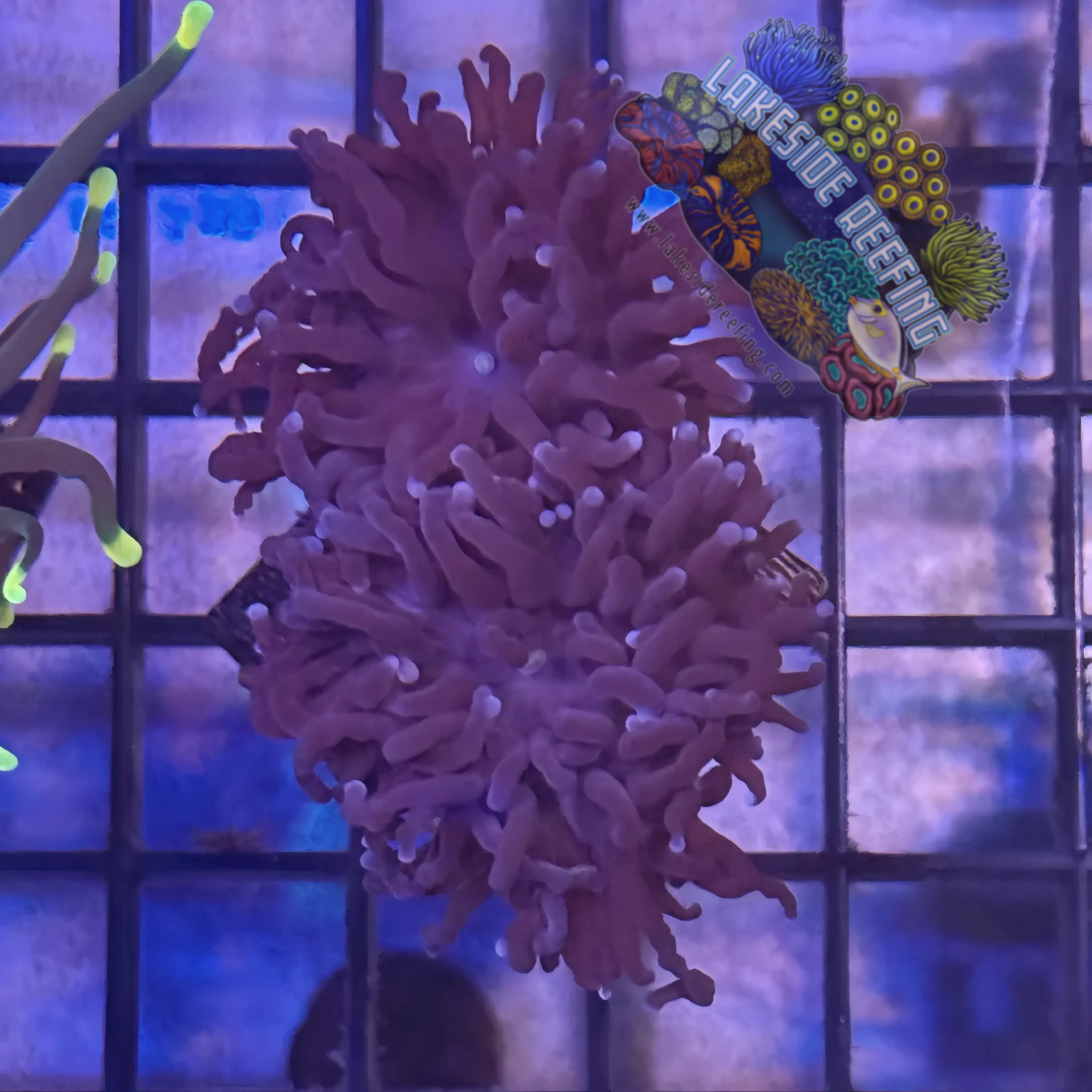 Lakeside Reefing Deep Purple with Light Tips Torch Coral - R5C2 Coral