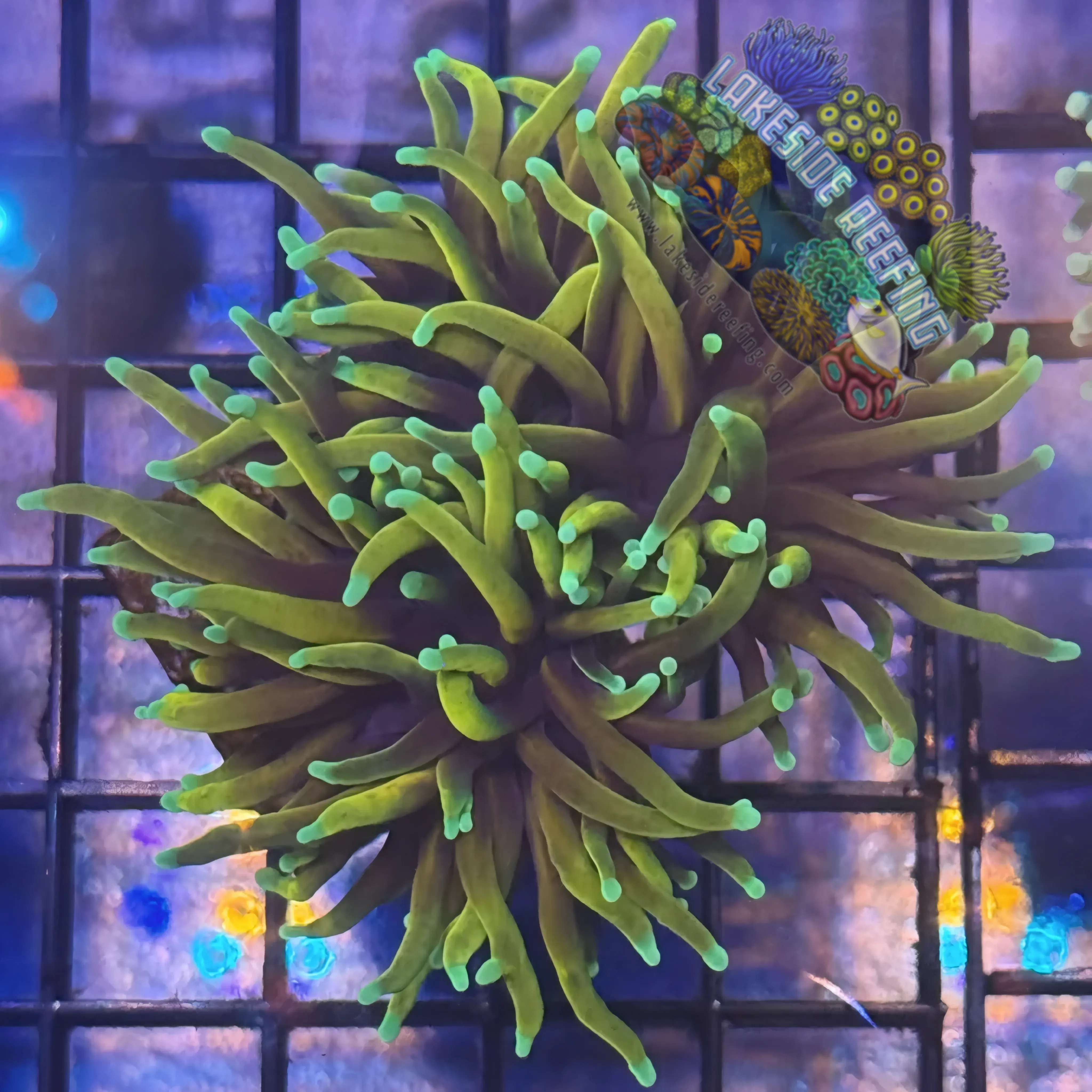 Lakeside Reefing Ultra Gold Dragon Soul Torch Coral - R5D2 Coral