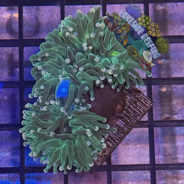 Green with Pink Tips Torch Coral - R5D4
