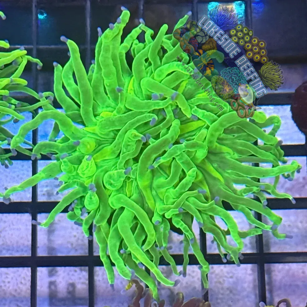 Lakeside Reefing Ultra OG Holy Grail Torch Coral - R5D6 Coral