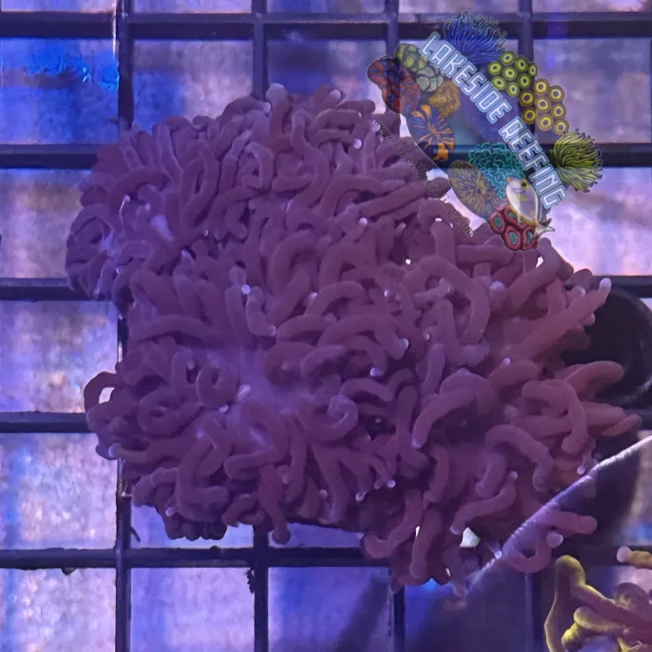 Lakeside Reefing Deep Purple Torch Coral - R6A2 Coral