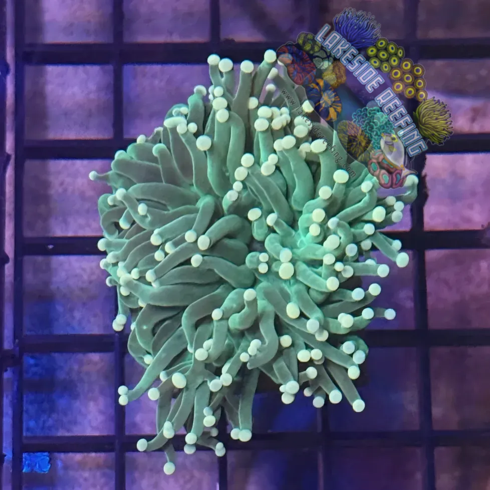Lakeside Reefing Green with Light Tips Torch Coral - R6A4 Coral