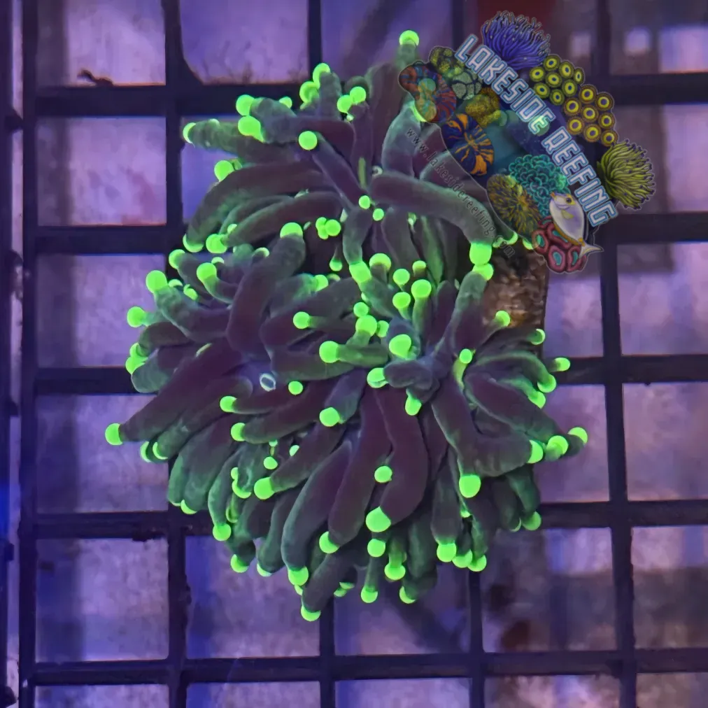 Lakeside Reefing Indo Rasta Torch Coral - R6A5 Coral