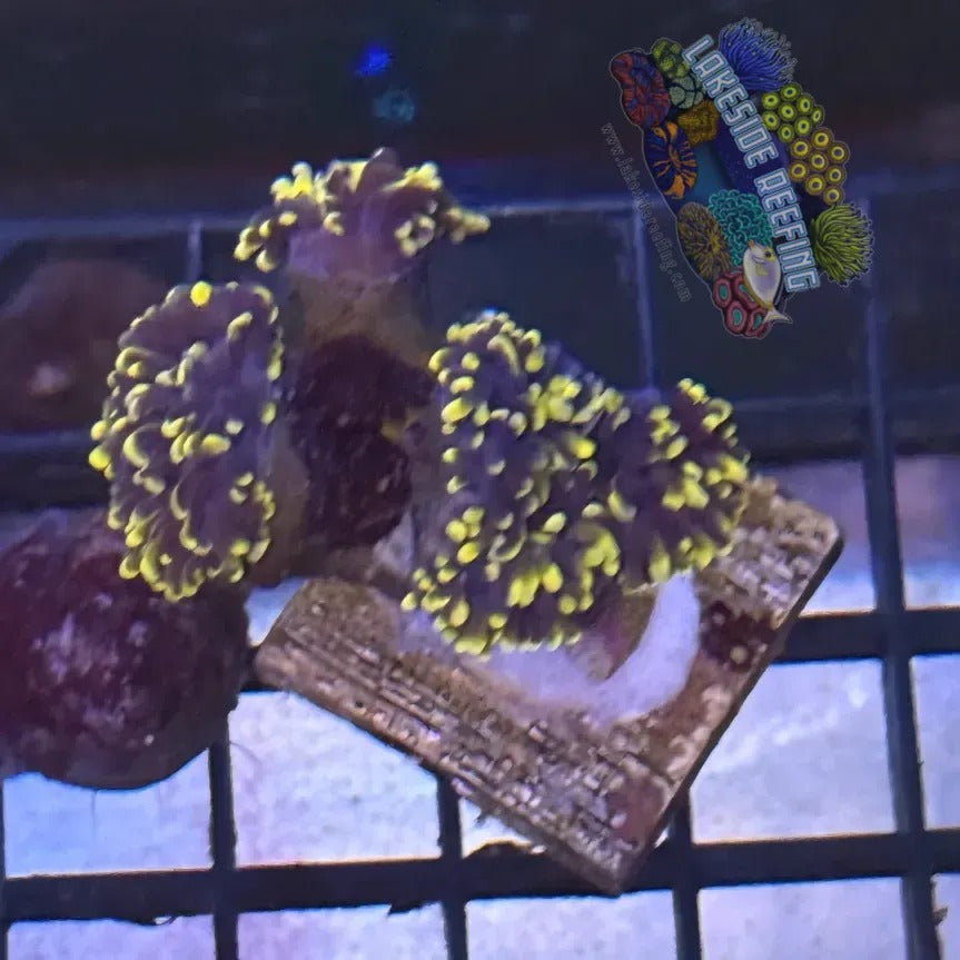 Purple with Light Tips Torch Coral - R6A7