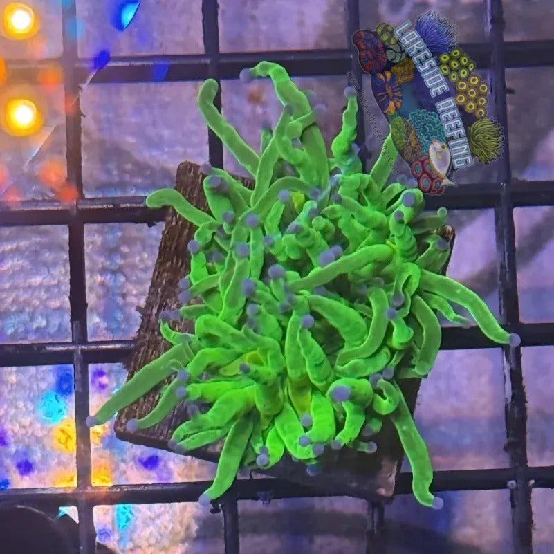 Lakeside Reefing Lime Green with Blue Tips Torch Coral - R6B2 Coral