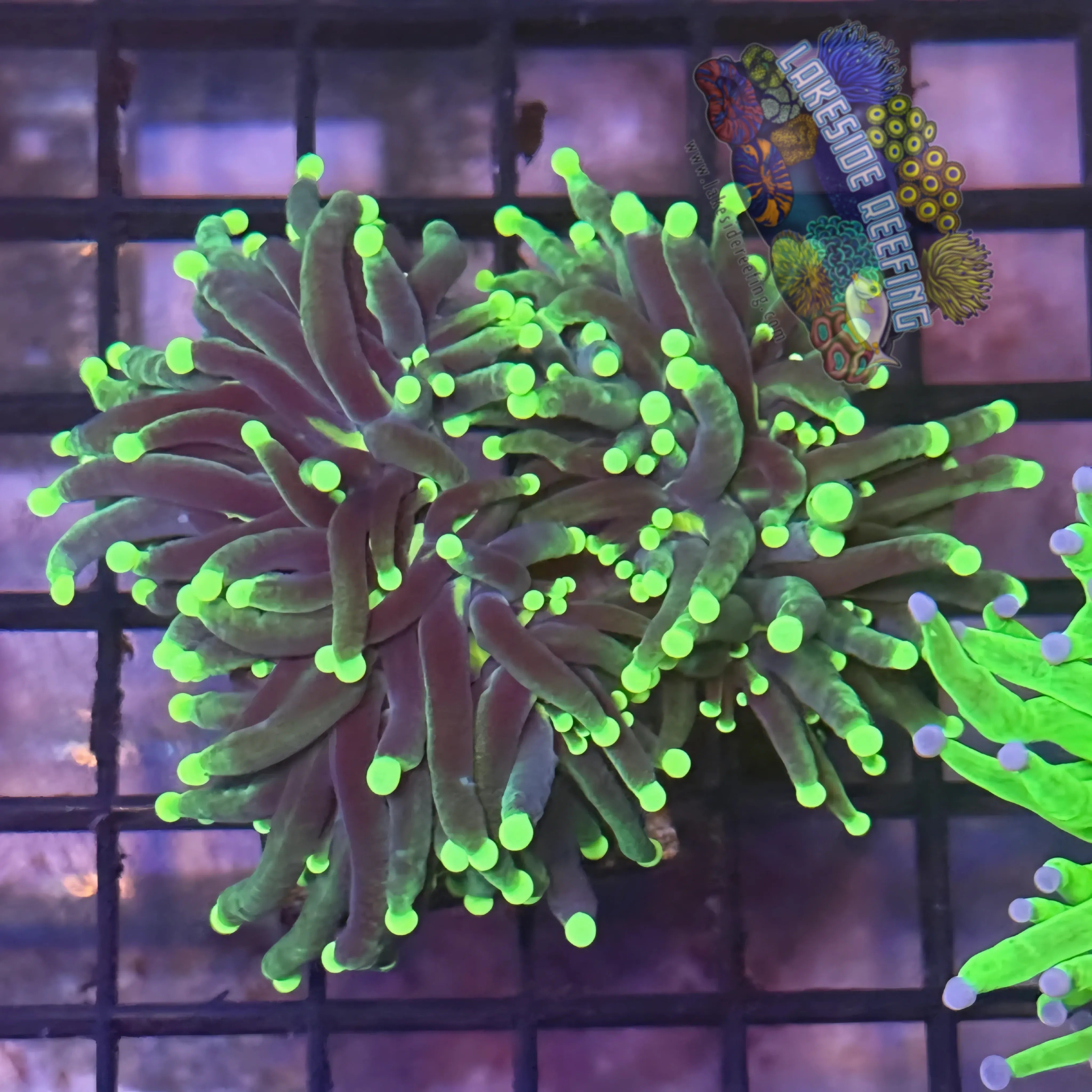 Lakeside Reefing Indo Rasta Torch Coral - R6B4 Coral