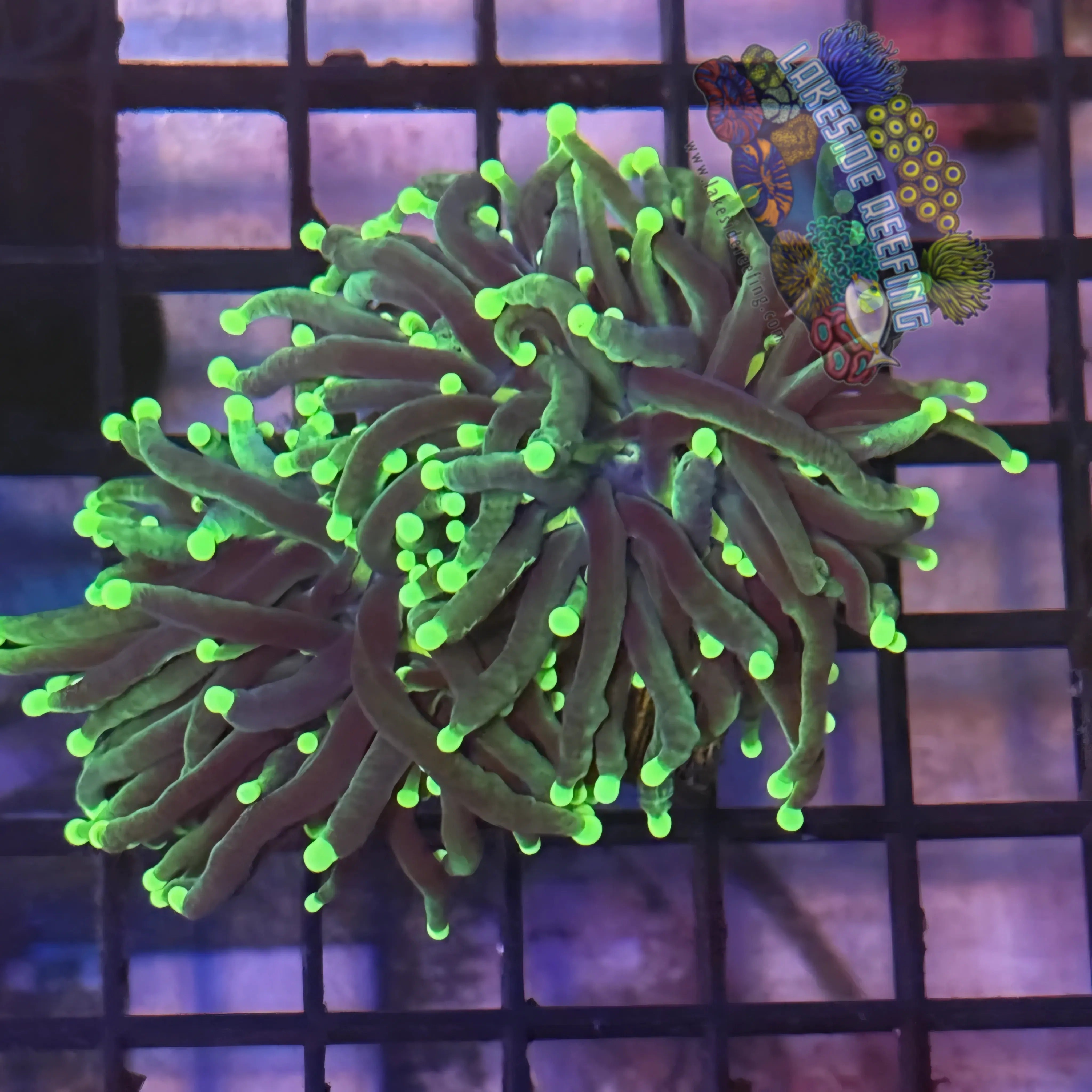 Lakeside Reefing Indo Rasta Torch Coral - R6B5 Coral