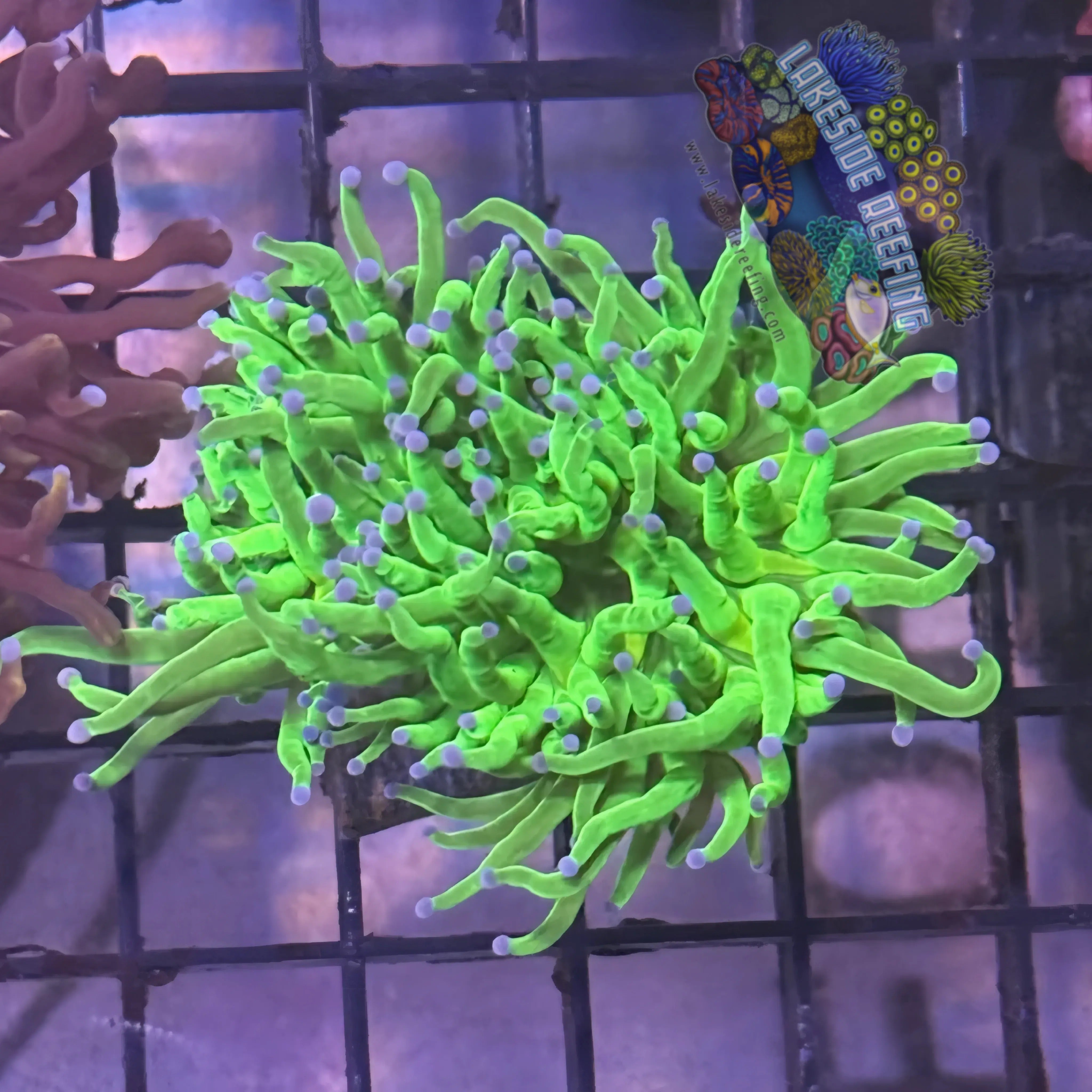 Lakeside Reefing Bright Lime Green with Blue Tips Torch Coral - R6C1 Coral