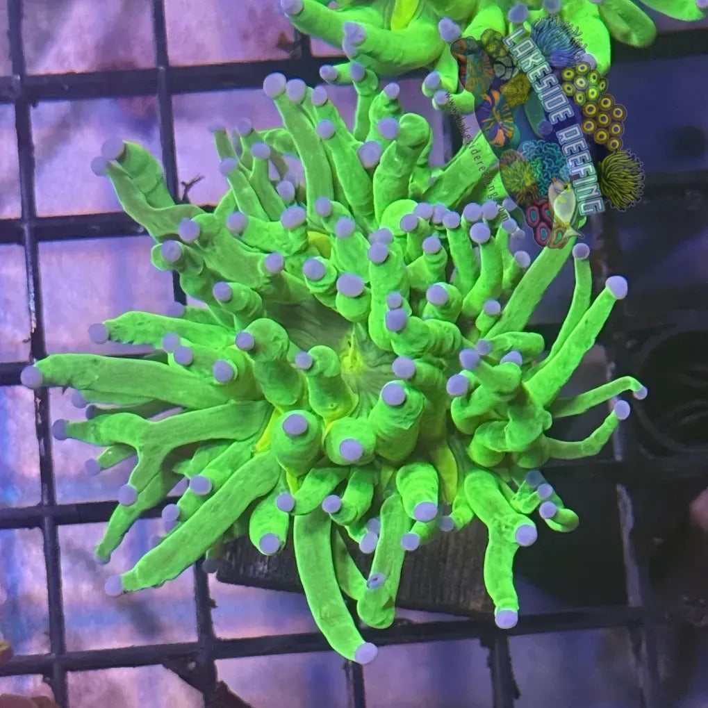 Lakeside Reefing Bright Lime Green with Blue Tips Torch Coral - R6C2 Coral
