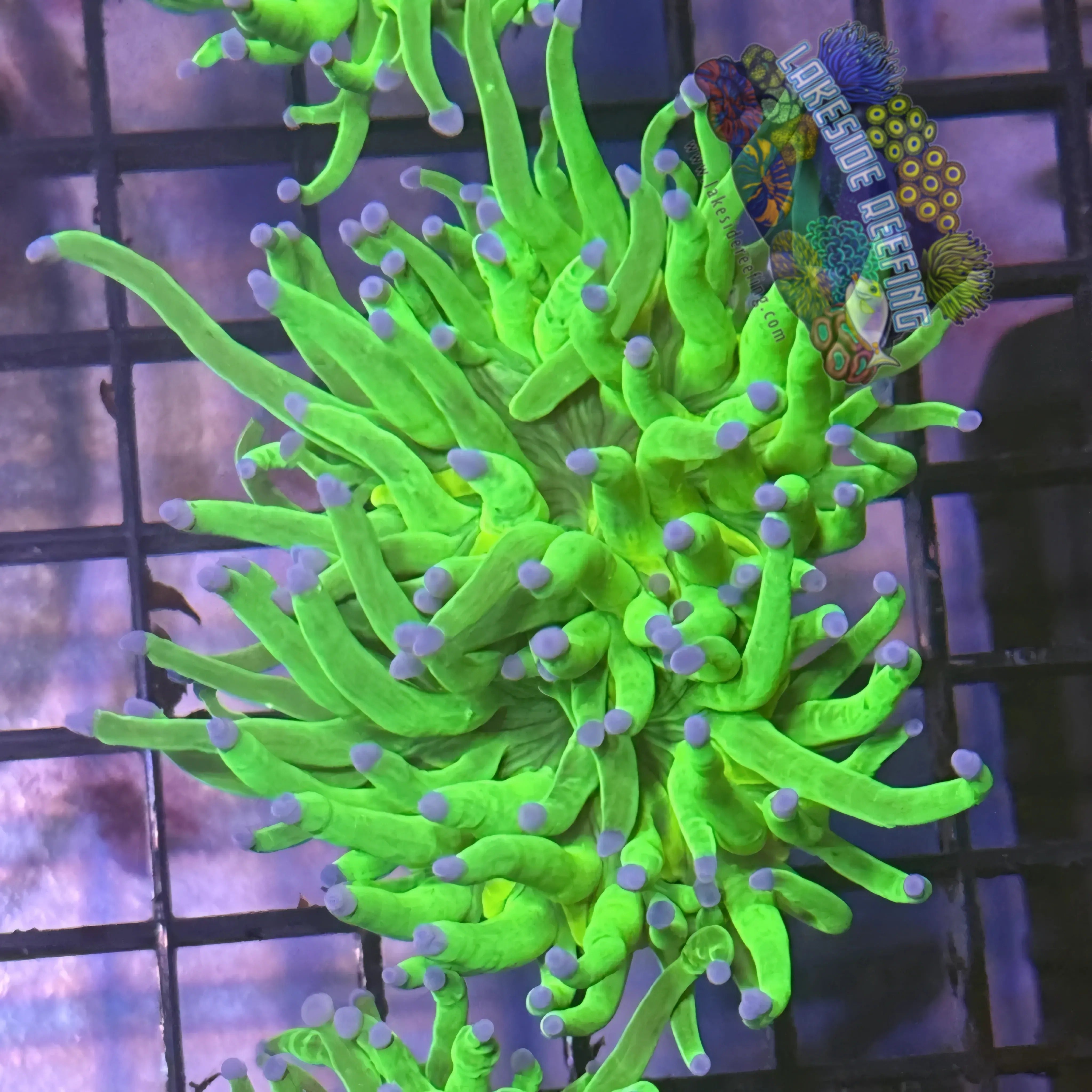 Lakeside Reefing Bright Lime Green with Blue Tips Torch Coral - R6C3 Coral