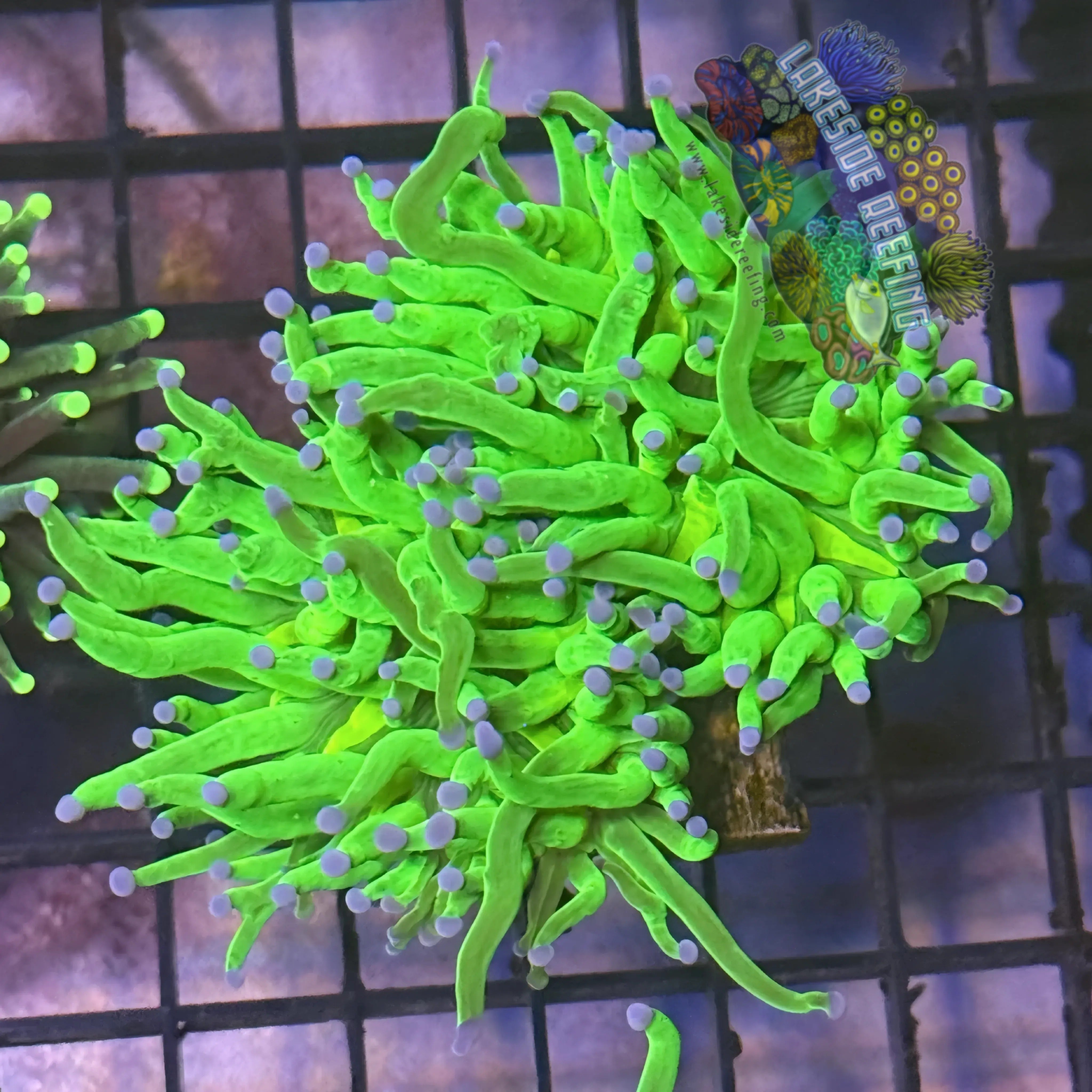 Lakeside Reefing Bright Lime Green with Blue Tips Torch Coral - R6C5 Coral