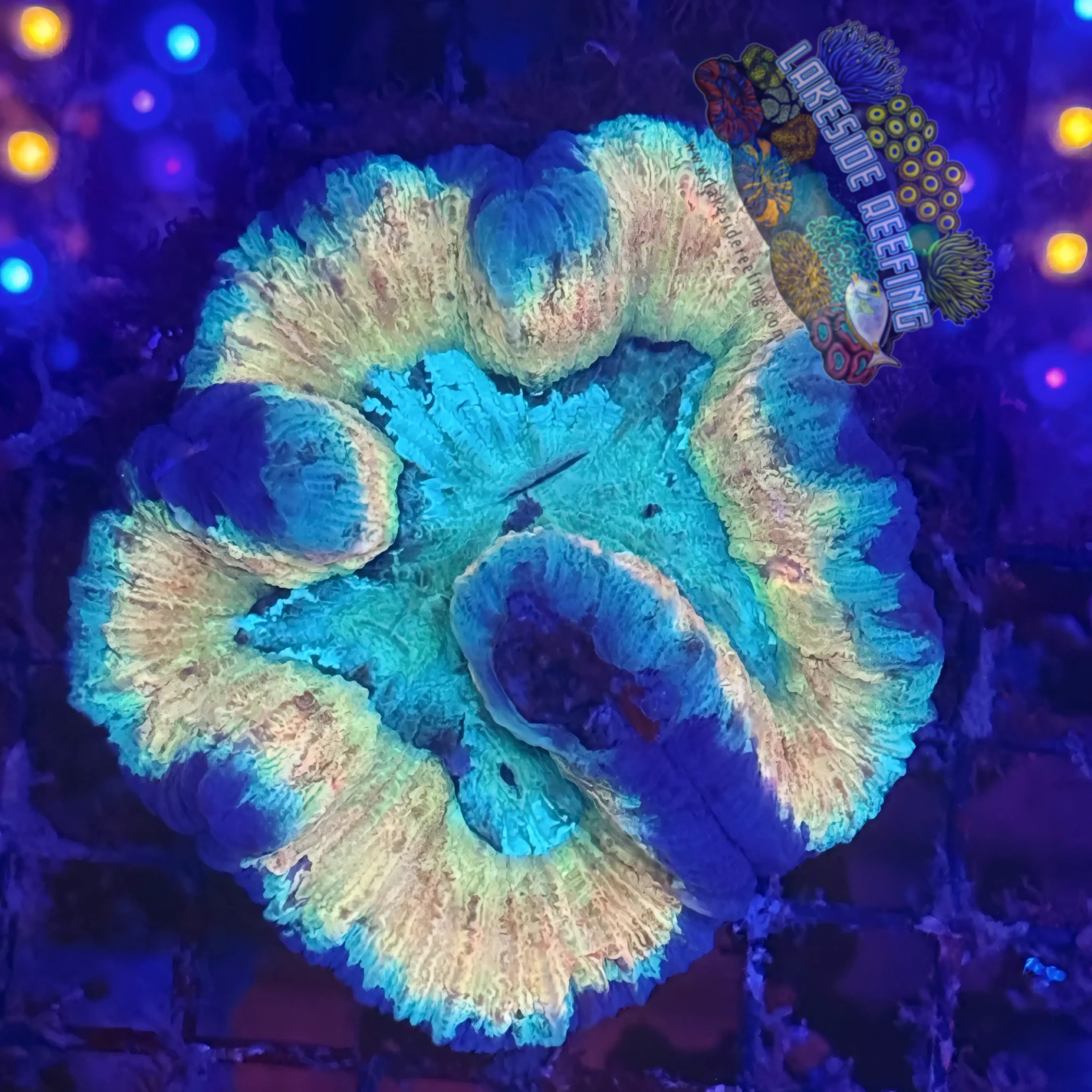 Lakeside Reefing Orange Rim Rainbow Welsophyllia Coral