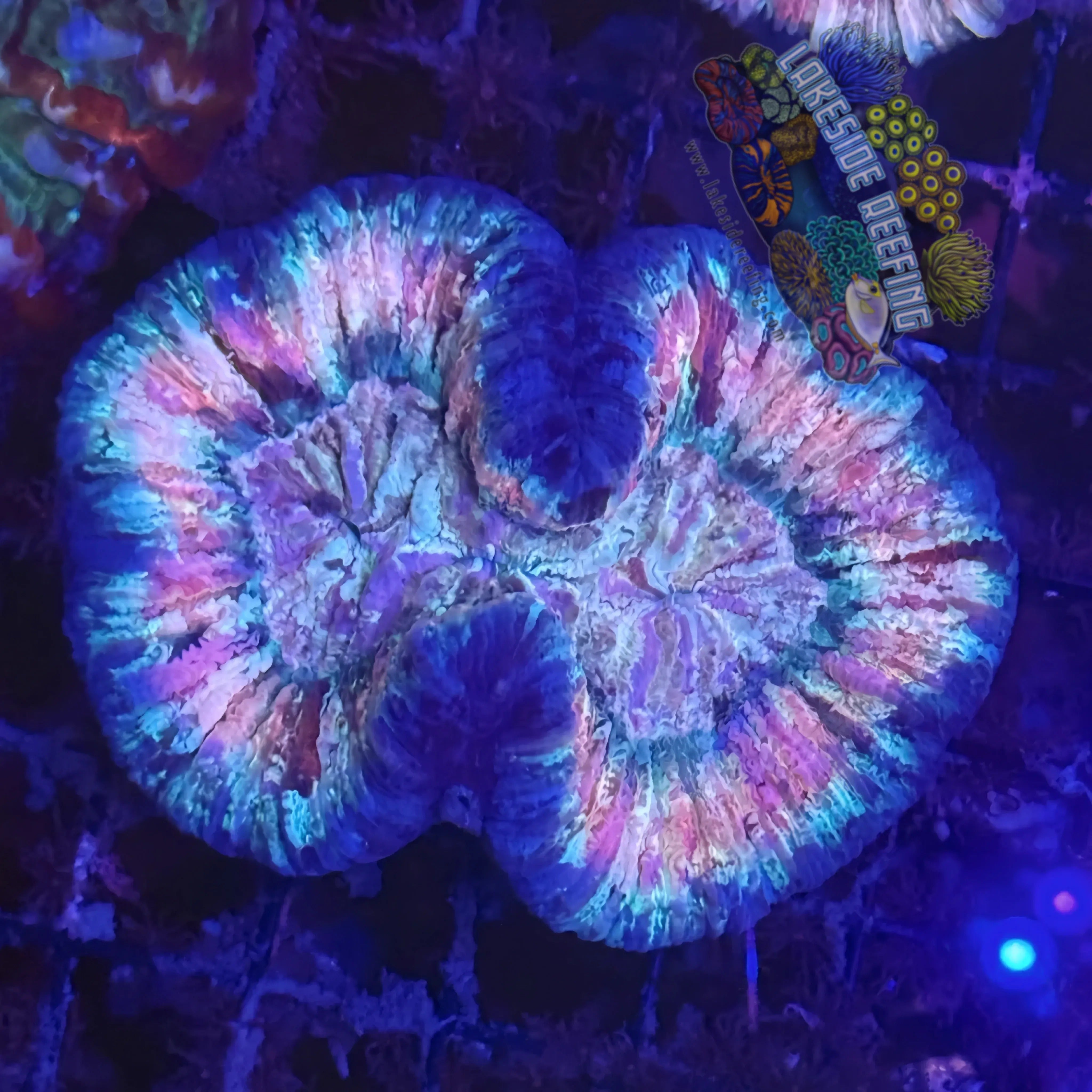 Lakeside Reefing Rainbow Welsophyllia Coral