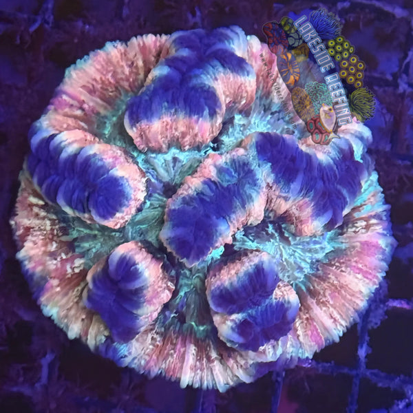 Peach Rainbow Welsophyllia for Sale | Lakeside Reefing