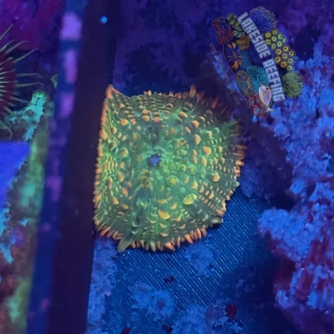 Lakeside Reefing Tequila Sunrise Mushroom Coral Coral