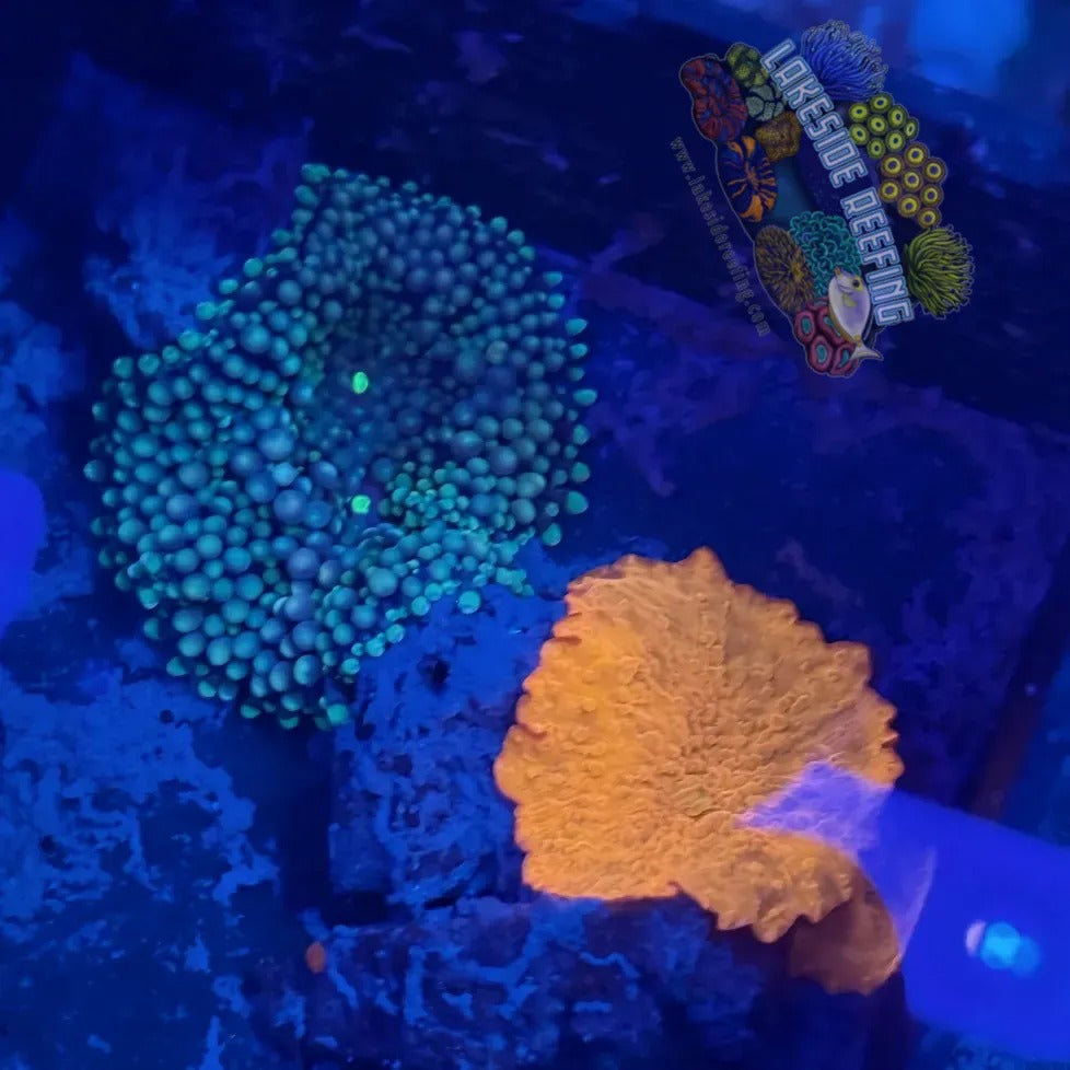 Lakeside Reefing Ricordea and Jawbreaker Mushroom Coral Combo Coral