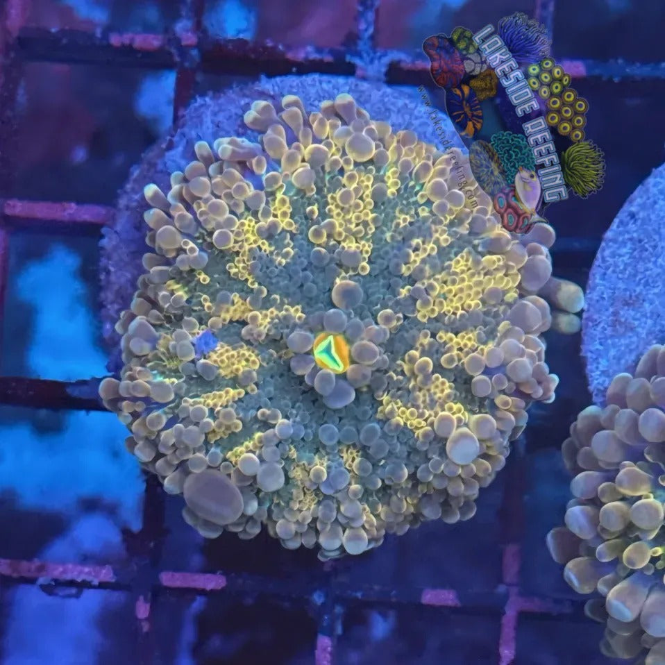 Lakeside Reefing Ultra Rainbow Yuma Mushroom Coral