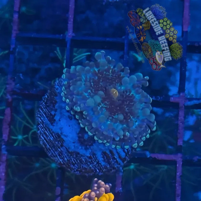 Lakeside Reefing Gumball Ricordia Mushroom A4 Coral