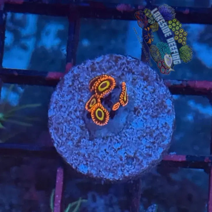 Lakeside Reefing Fruitloops Zoanthids 1 Coral