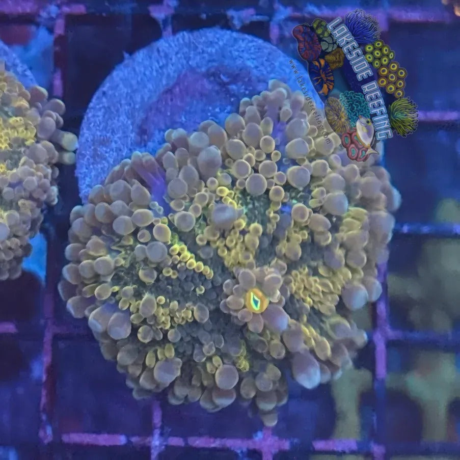 Lakeside Reefing Ultra Rainbow Yuma Mushroom 2 Coral