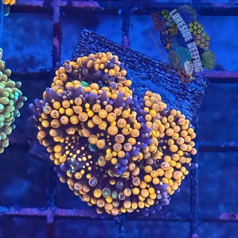 Lakeside Reefing Ultra Ricordia Mushroom C2 Coral