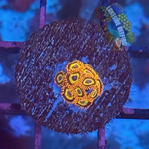 Lakeside Reefing Fruitloops Zoanthids 2 Coral
