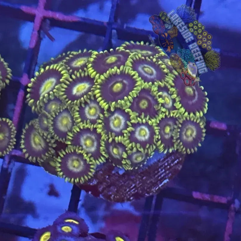 Lakeside Reefing Radioactive Dragon Eyes Zoanthids Coral