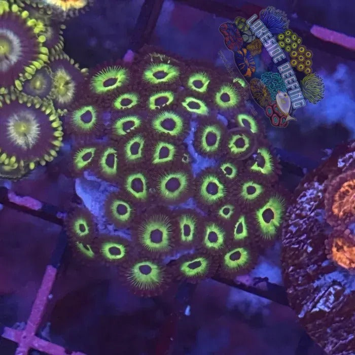 Lakeside Reefing ACI Bob Marley Zoanthids Coral