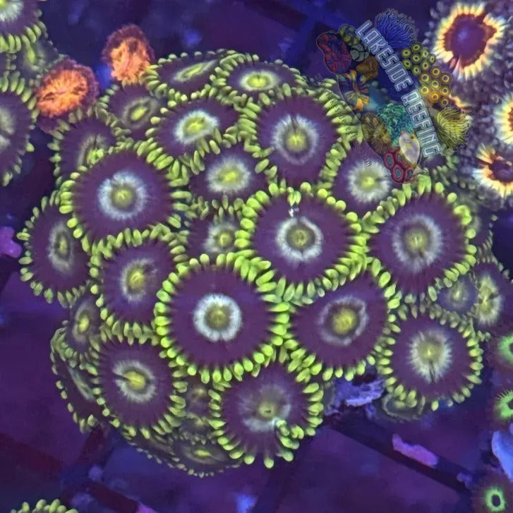 Lakeside Reefing Radioactive Dragon Eyes Zoanthids Coral
