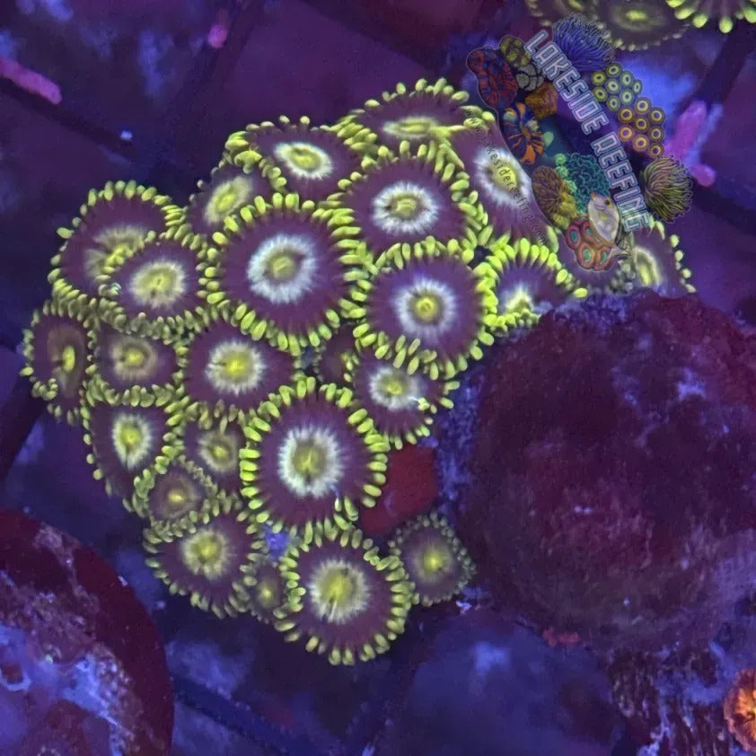 Lakeside Reefing Radioactive Dragon Eyes Zoanthids Coral