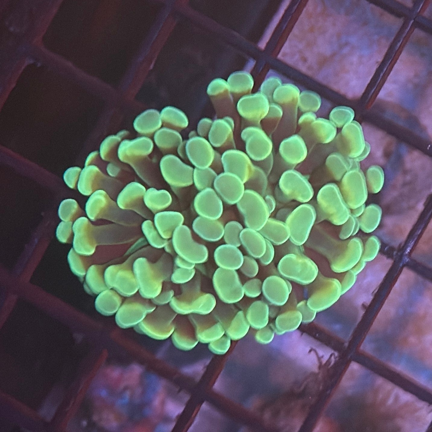 Aquacultured Gold and Green Hammer R1A2