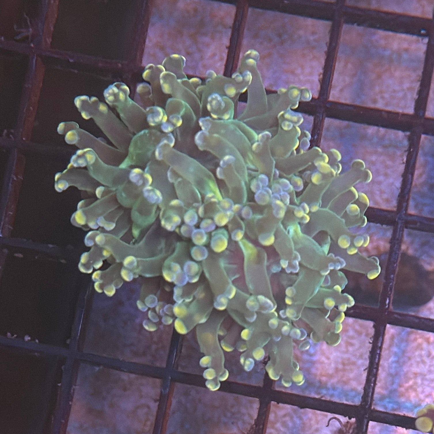 Aquacultured Purple and Yellow Tip Octospawn R1A3