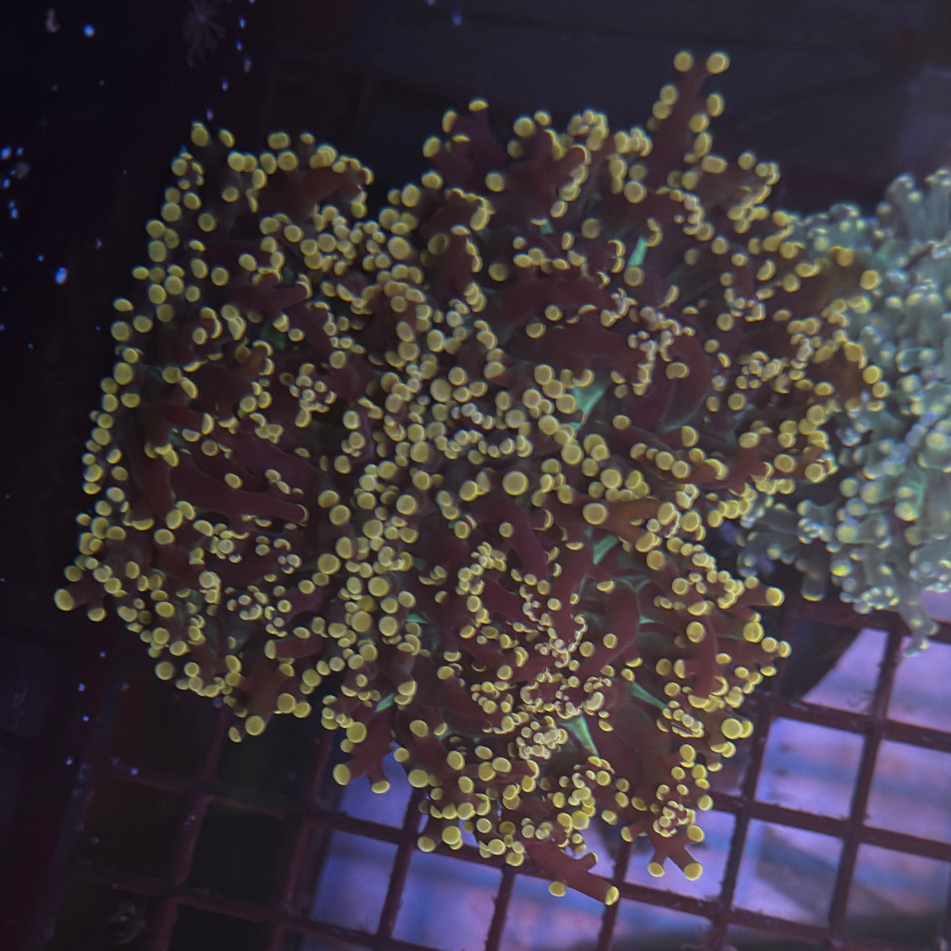Aquacultured Pink Tip Octospawn R1A6