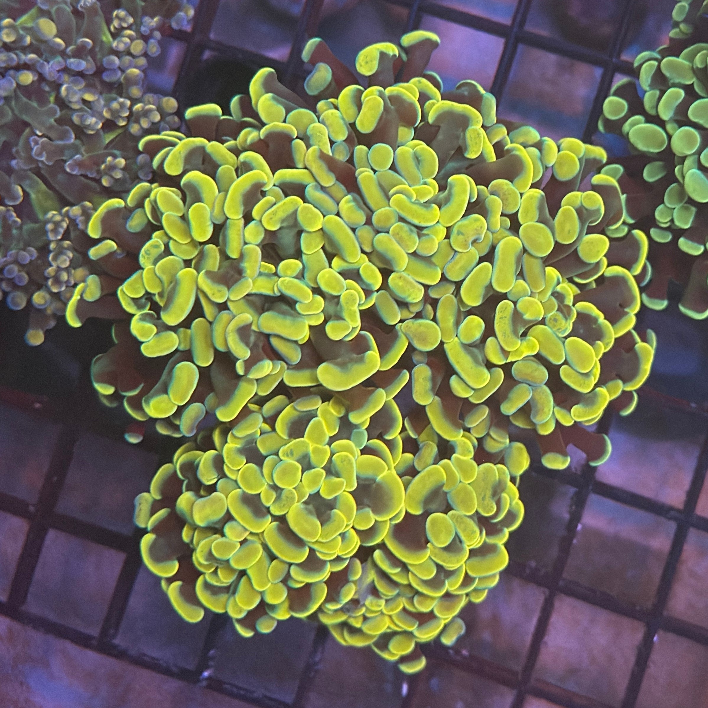Aquacultured Ultra Gold Branching Hammer Coral R1B1
