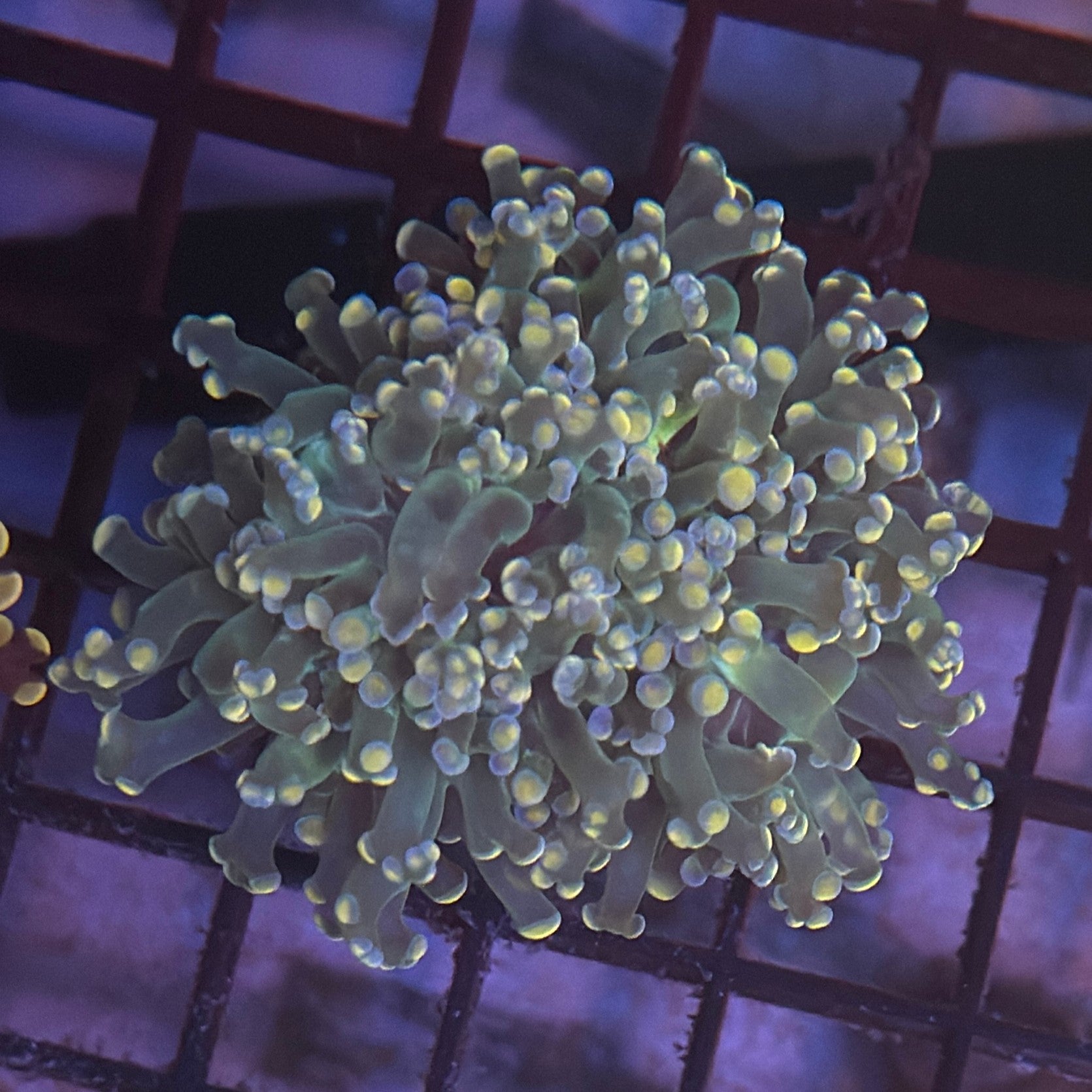 Aquacultured Pink Tip Octospawn R1B5