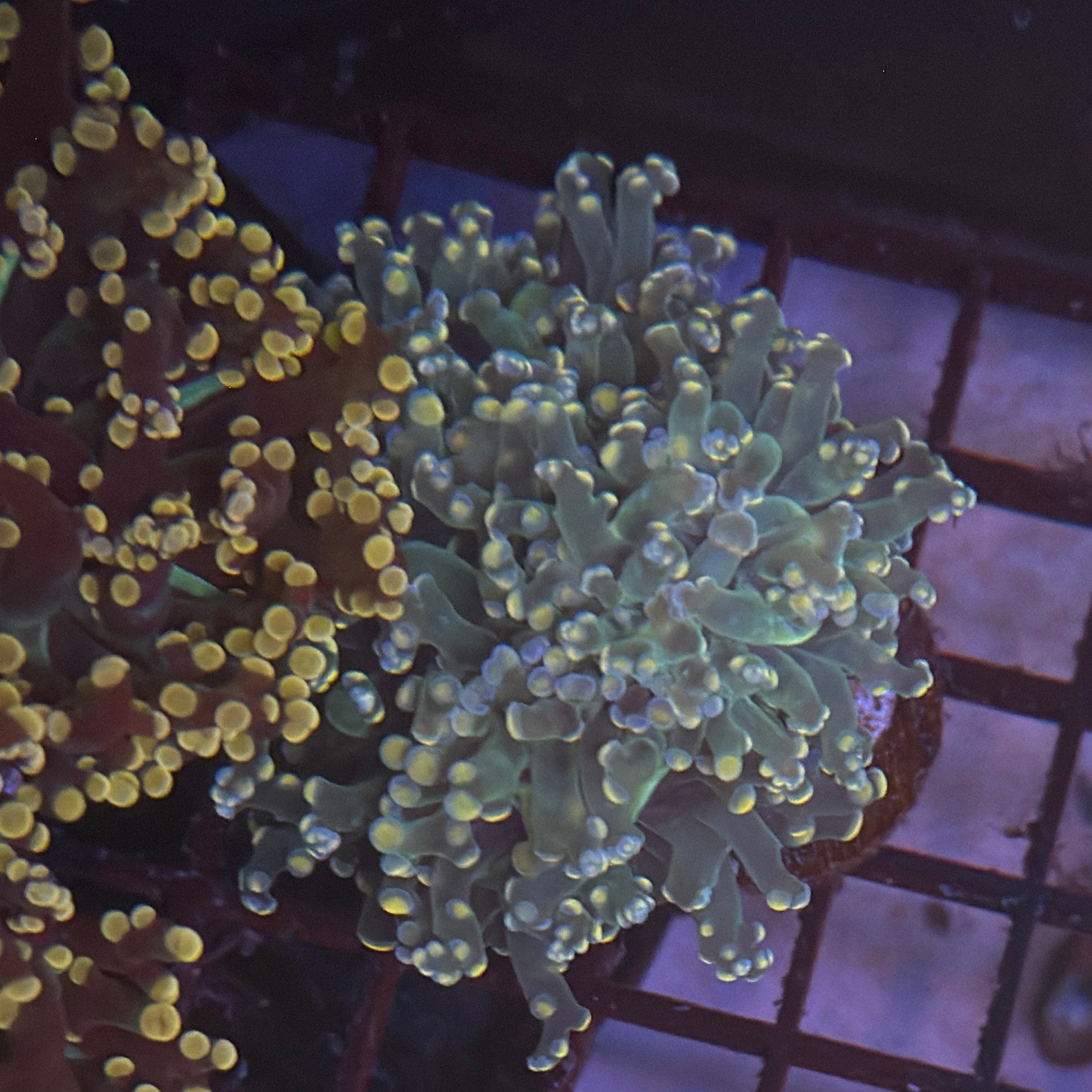 Aquacultured Pink Tip Octospawn R1B6