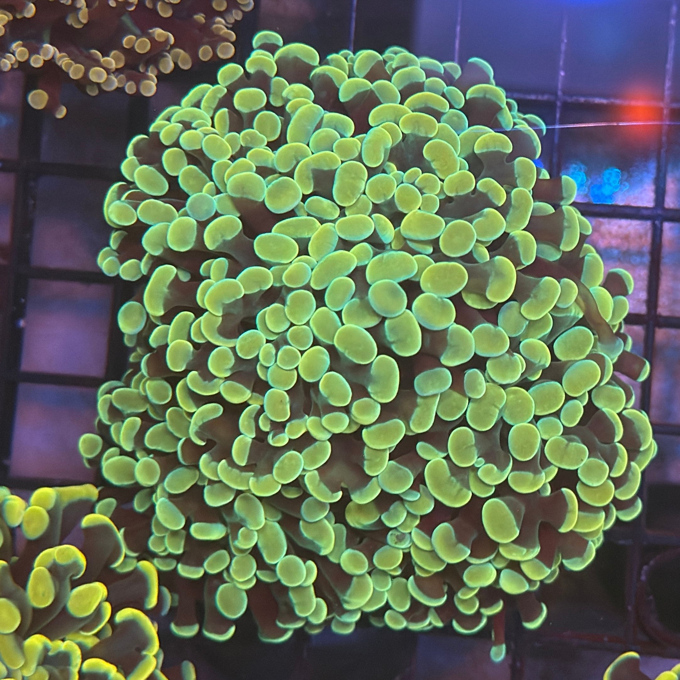 Aquacultured Bright Gold Hammer R1C1