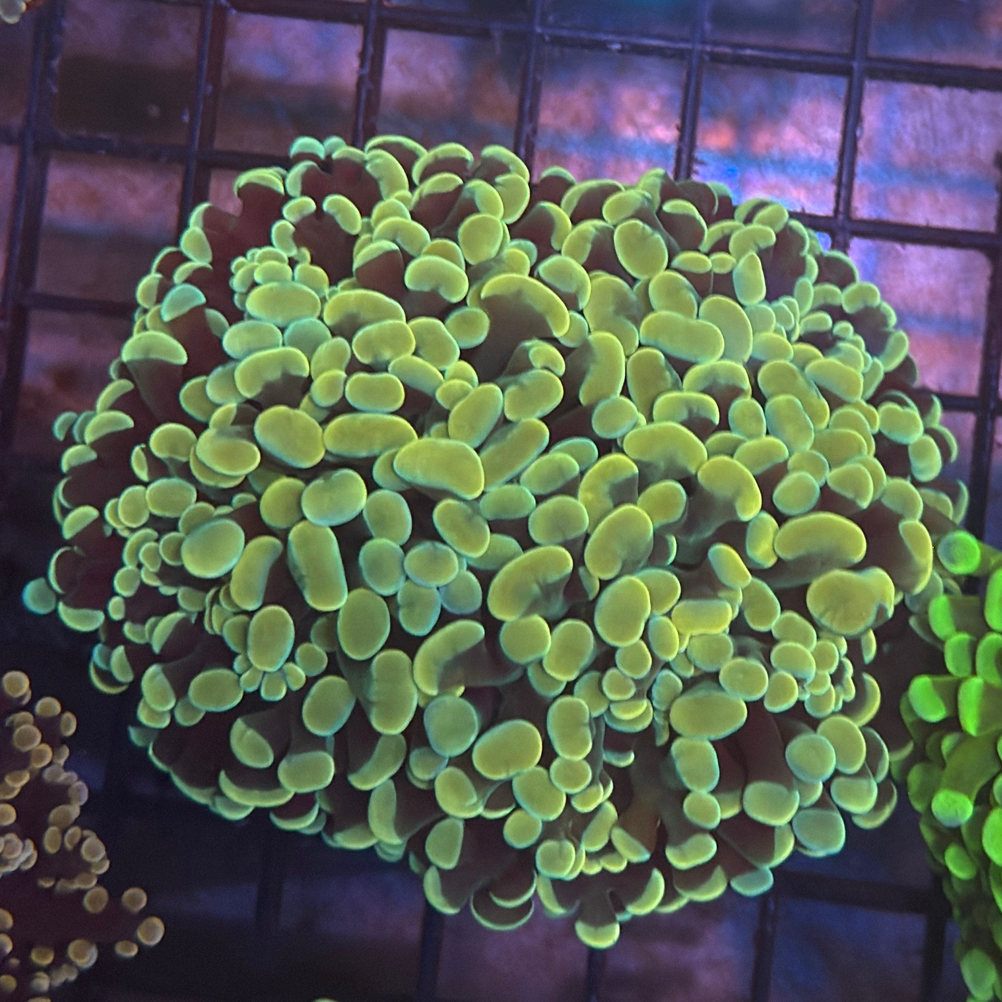Aquacultured Bright Gold Hammer R1C2